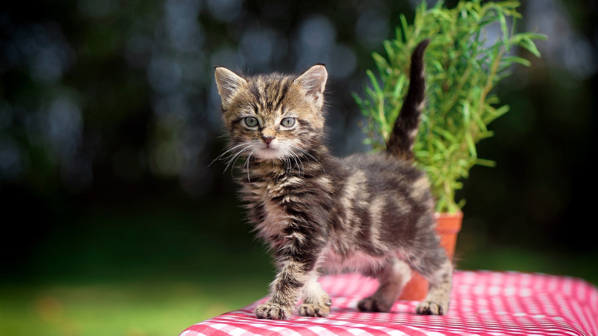 赛场的韧性光芒，在体能耗尽处，精神绽放