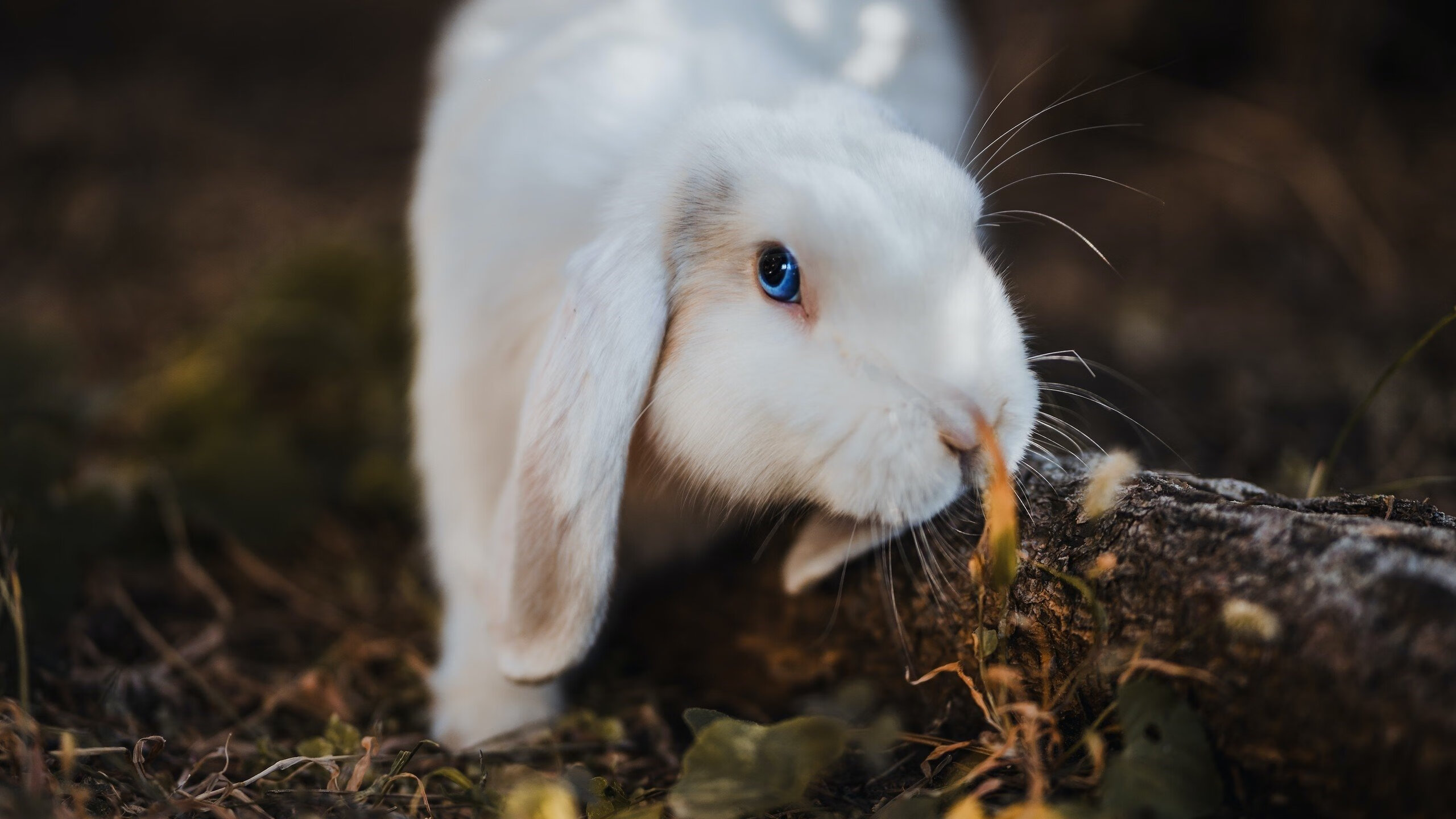 爱游戏在线-欧洲杯的意外主宰，当卡瓦哈尔统治全场，奥地利绝杀撕裂比利时的金色黄昏