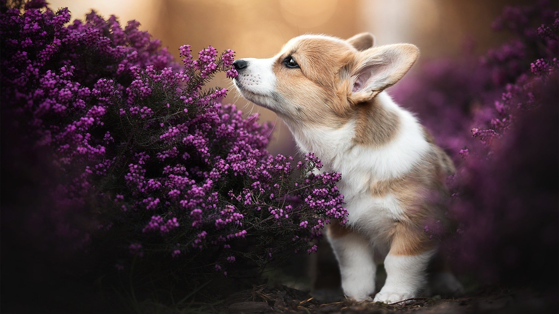 神迹级防守与数据狂想曲，76人如何用一场窒息战改写季后赛剧本？