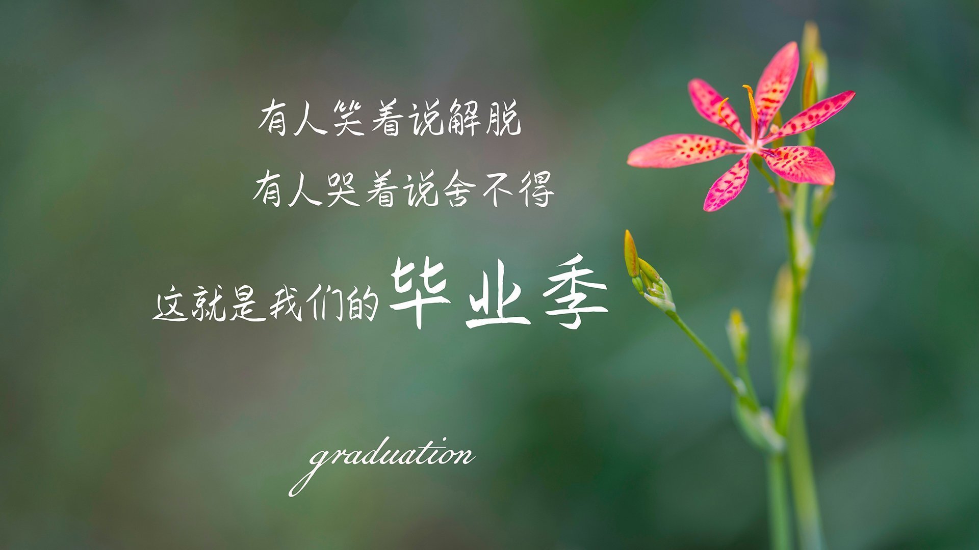 赛道上的钢铁洪流,深圳队用F1战术思维全面压制开拓者