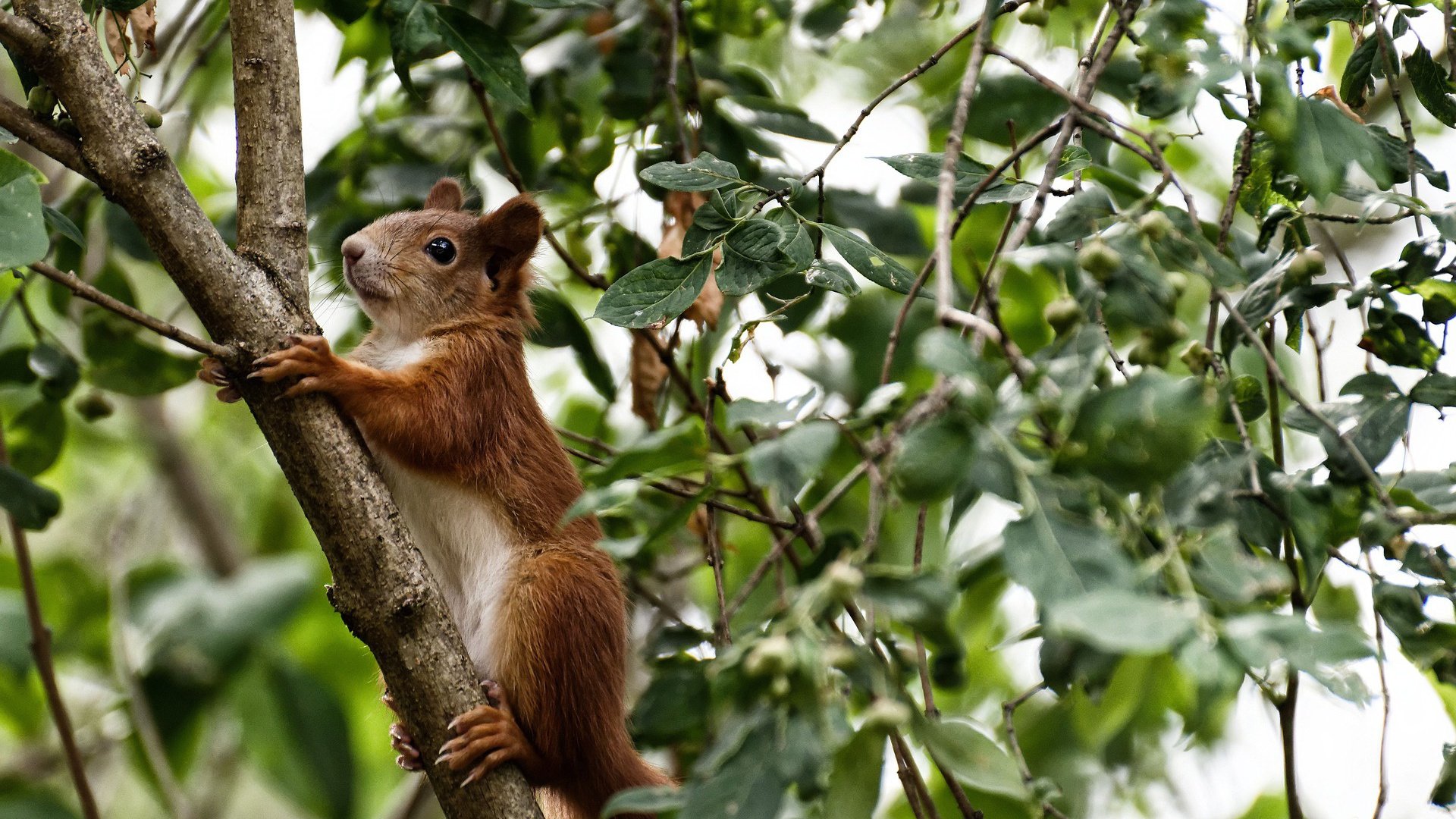 年度焦点战揭秘,莱比锡红牛淘汰赛过关,秘鲁神话终结