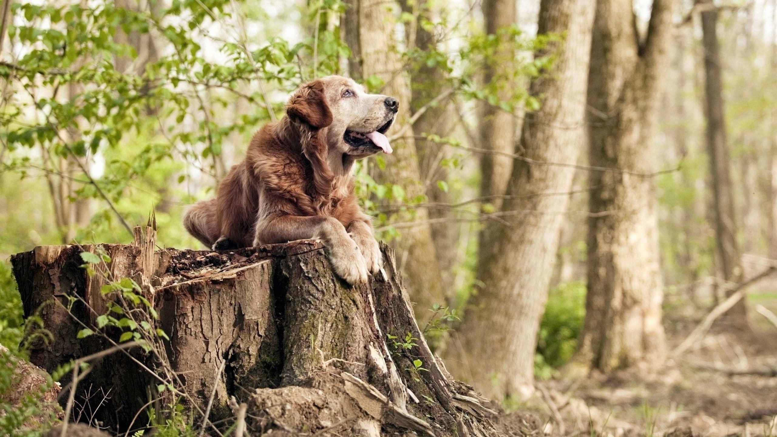 绝杀时刻，阿尔瓦雷斯个人能力完全展现，埃及末节奇迹带走爱尔兰