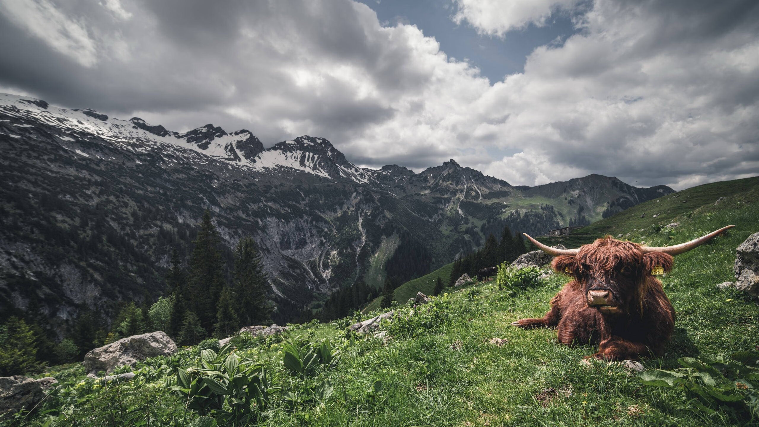 范戴克加时赛头槌定乾坤，佛罗伦萨决胜局逆转阿森纳晋级欧冠四强