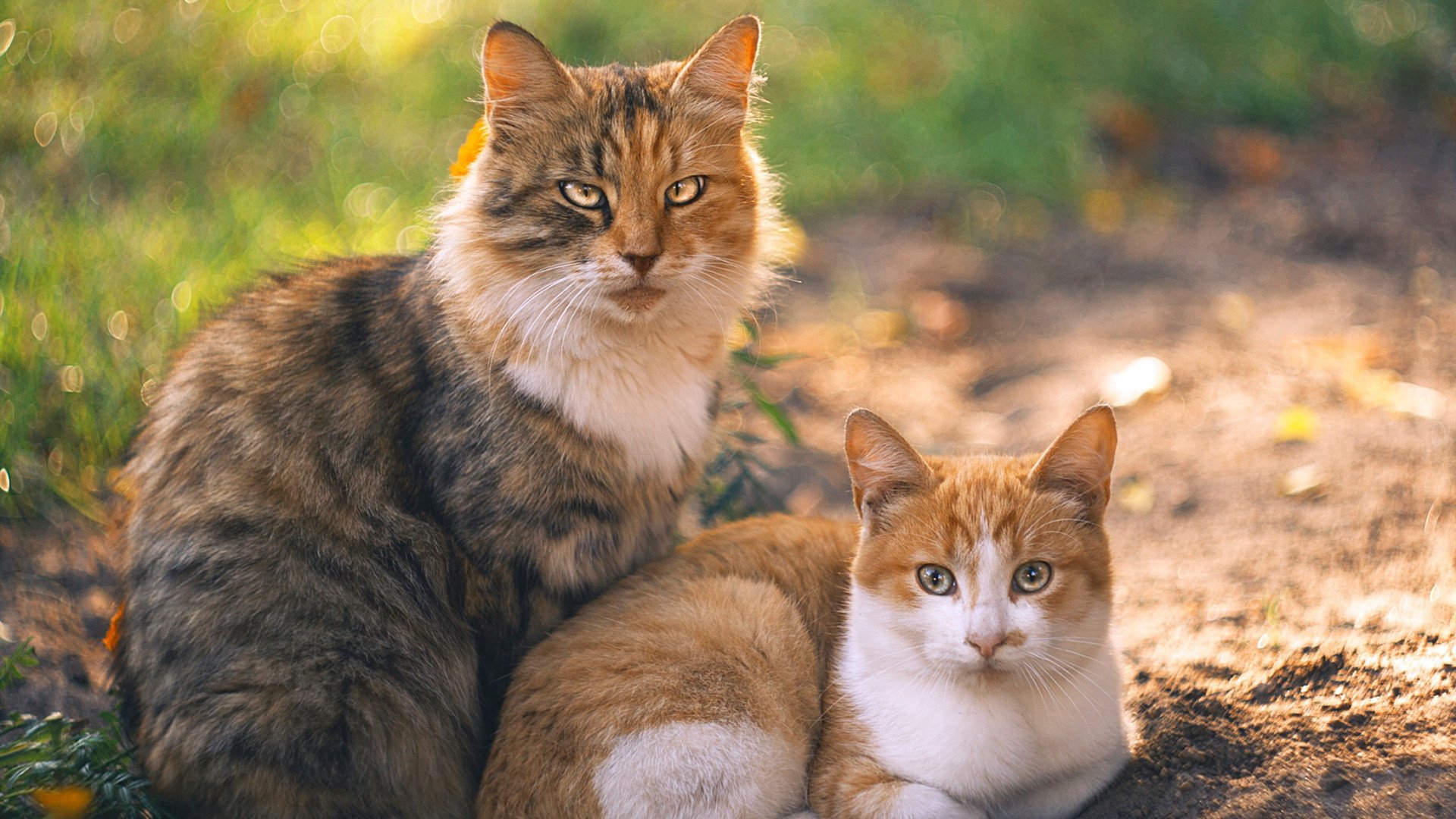 星光下的月亮与星辰，范弗利特的舞台法则与英超争冠夜的永恒命题