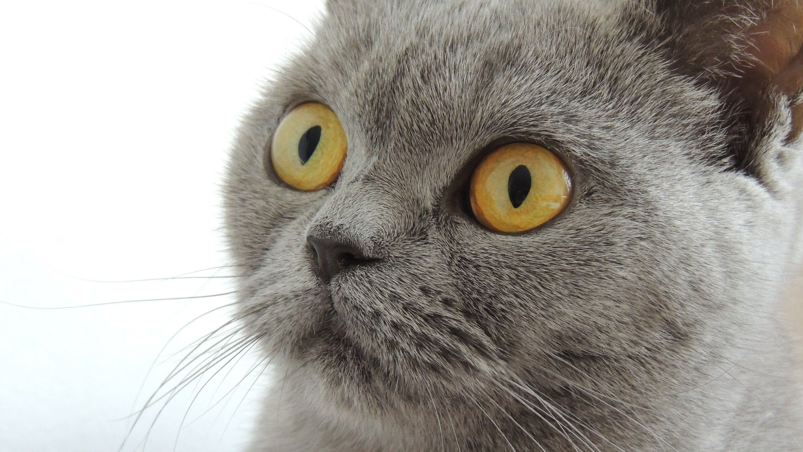 跨界争锋，猛龙险胜太阳的启示与德罗赞在英超的接管艺术