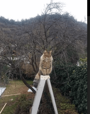 篮球场上的意甲时刻，拉梅洛主宰比赛，活塞狂潮击溃马刺