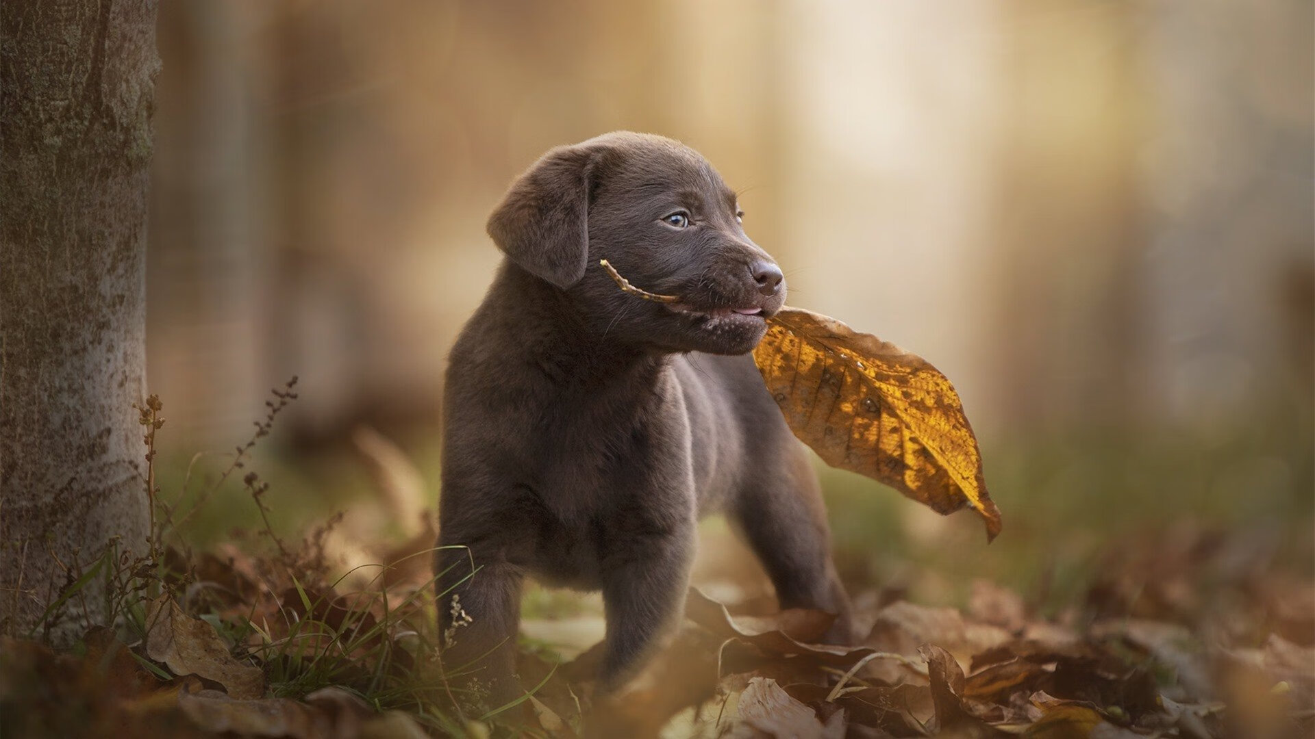 穿越时空的绝杀，当德罗赞附体助辽宁队险胜黄蜂