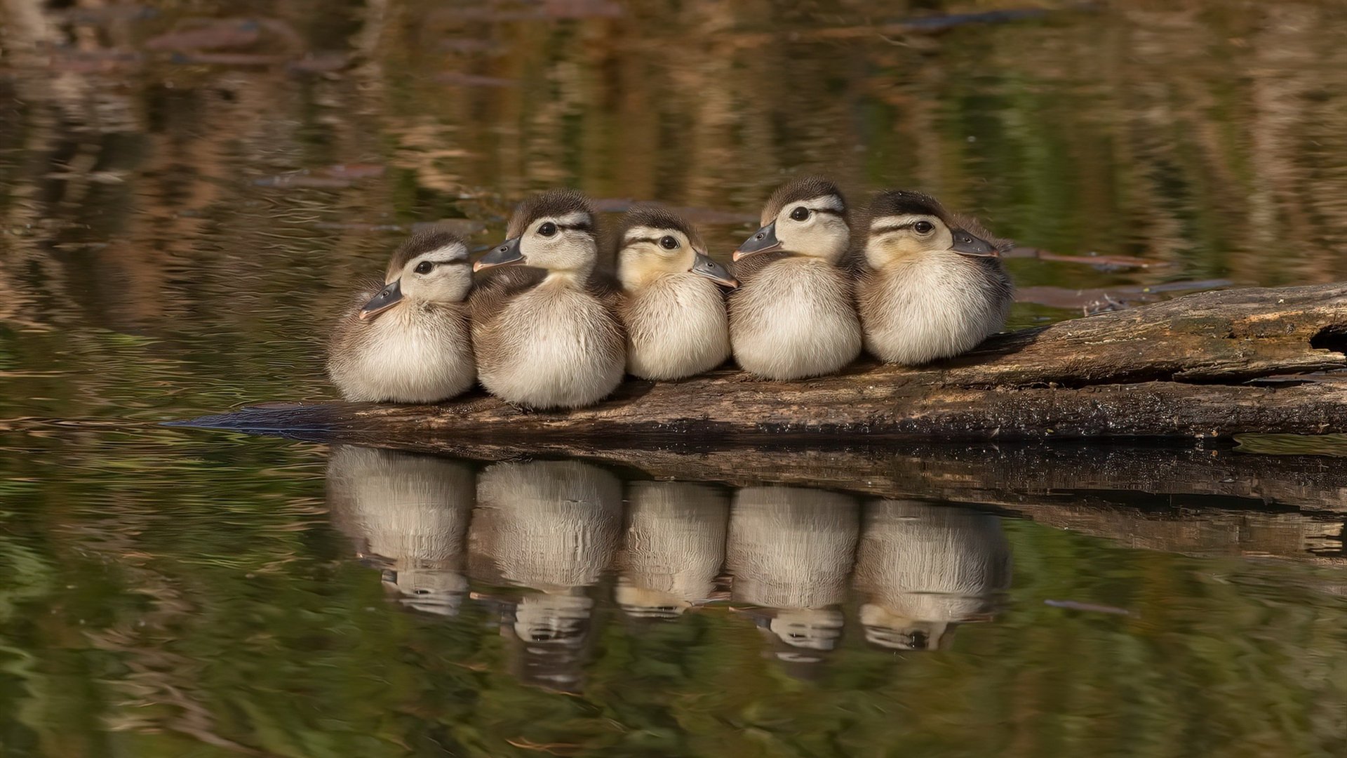 跨界王座，欧冠决赛之夜的终极转换