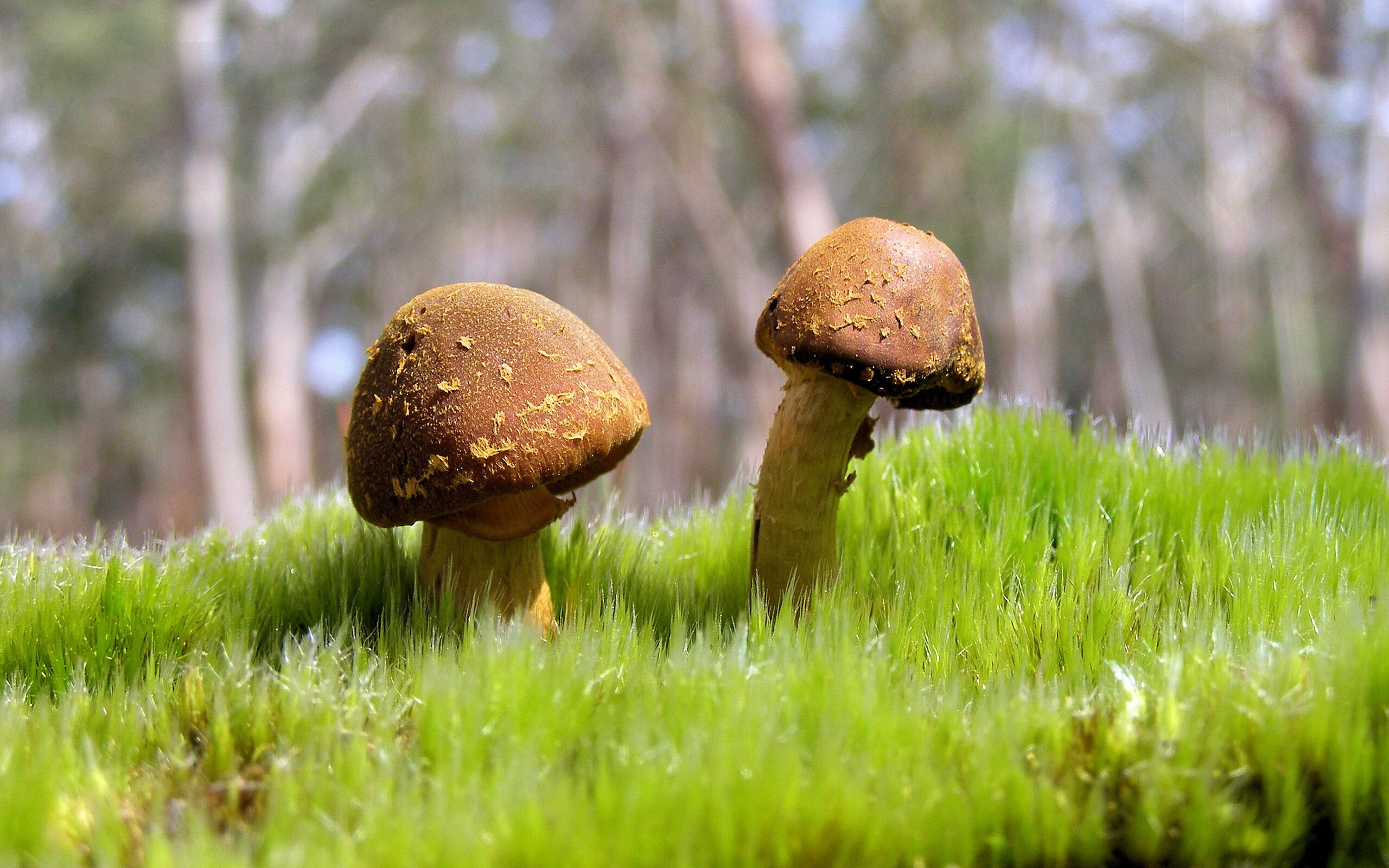 神祇临世，当太阳灼烧西北狼，浓眉在欧冠决赛封神