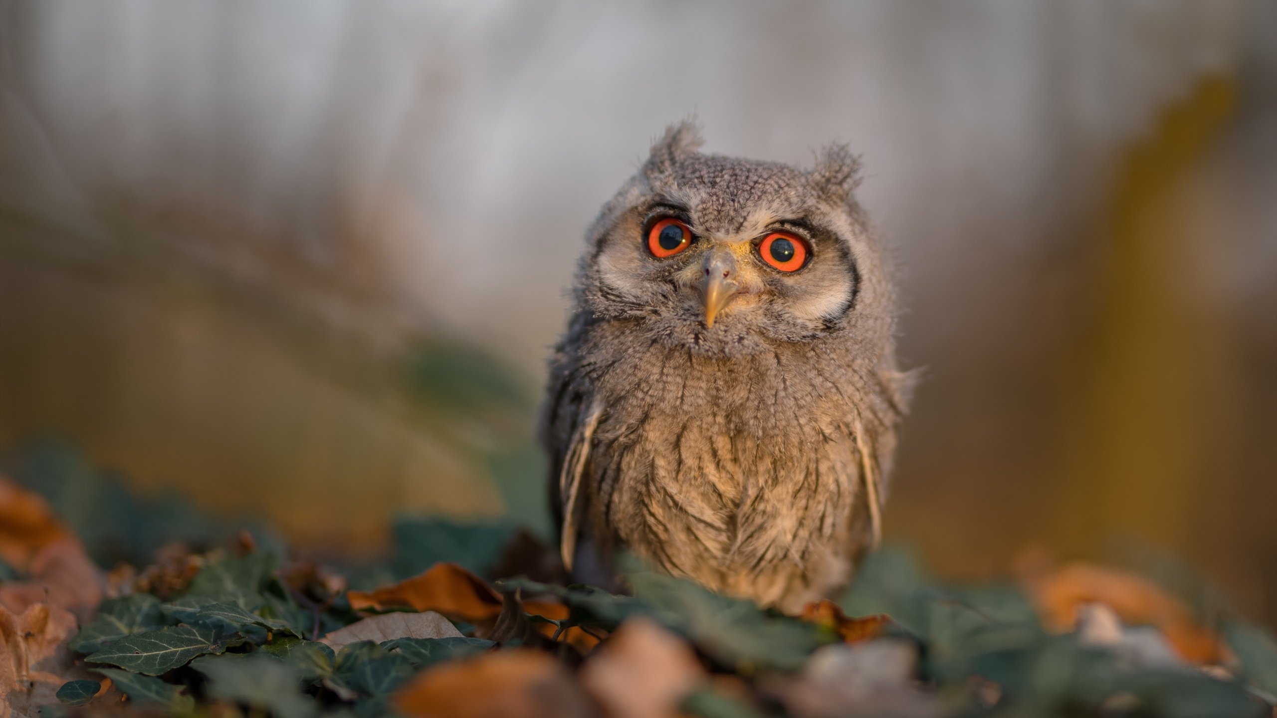 1.7亿观众错愕瞬间，当弱旅洪都拉斯用连续得分绞杀非洲雄狮，而全场焦点竟是德国老将京多安